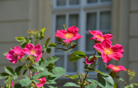 Schloss Martinskirchen