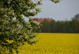 Blick übers Rapsfeld auf Schloss Martinskirchen